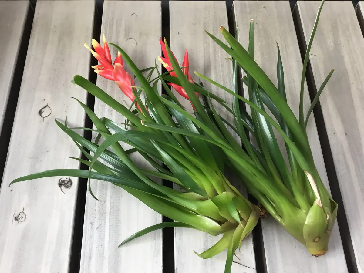 VrieseaAstrid フリーセア アストリッド 開花｜園芸日記
