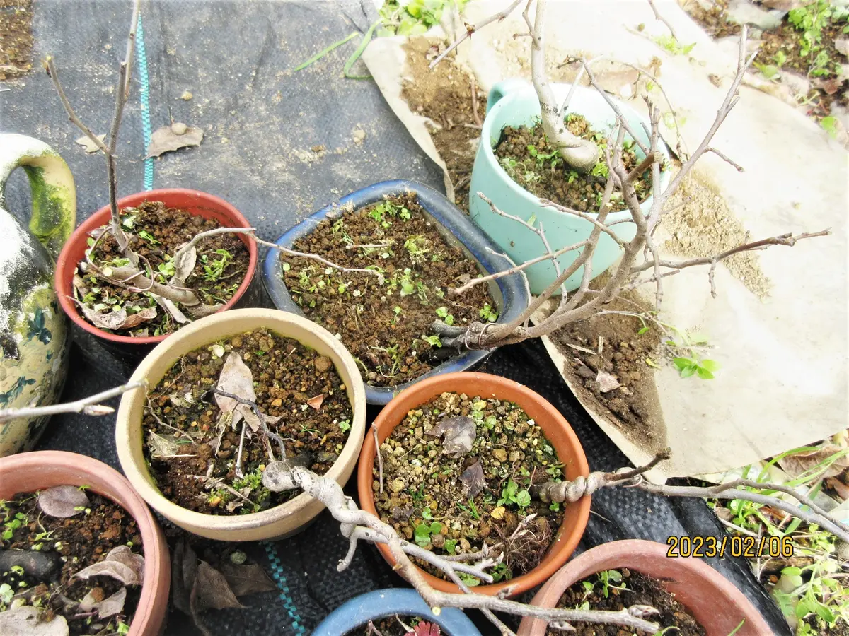 老爺柿20センチくらい、雌苗 老爺柿20センチくらい、雌苗 老爺柿20センチくらい、雌苗 老爺柿