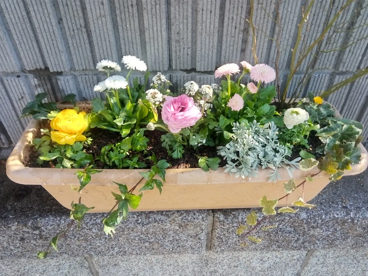 ラナンキュラスでプランターの寄せ植え｜園芸日記by桜の香り｜みんなの