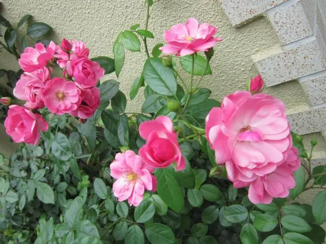 四季咲きのバラニコルとつるバラのアンジェラ｜園芸日記by