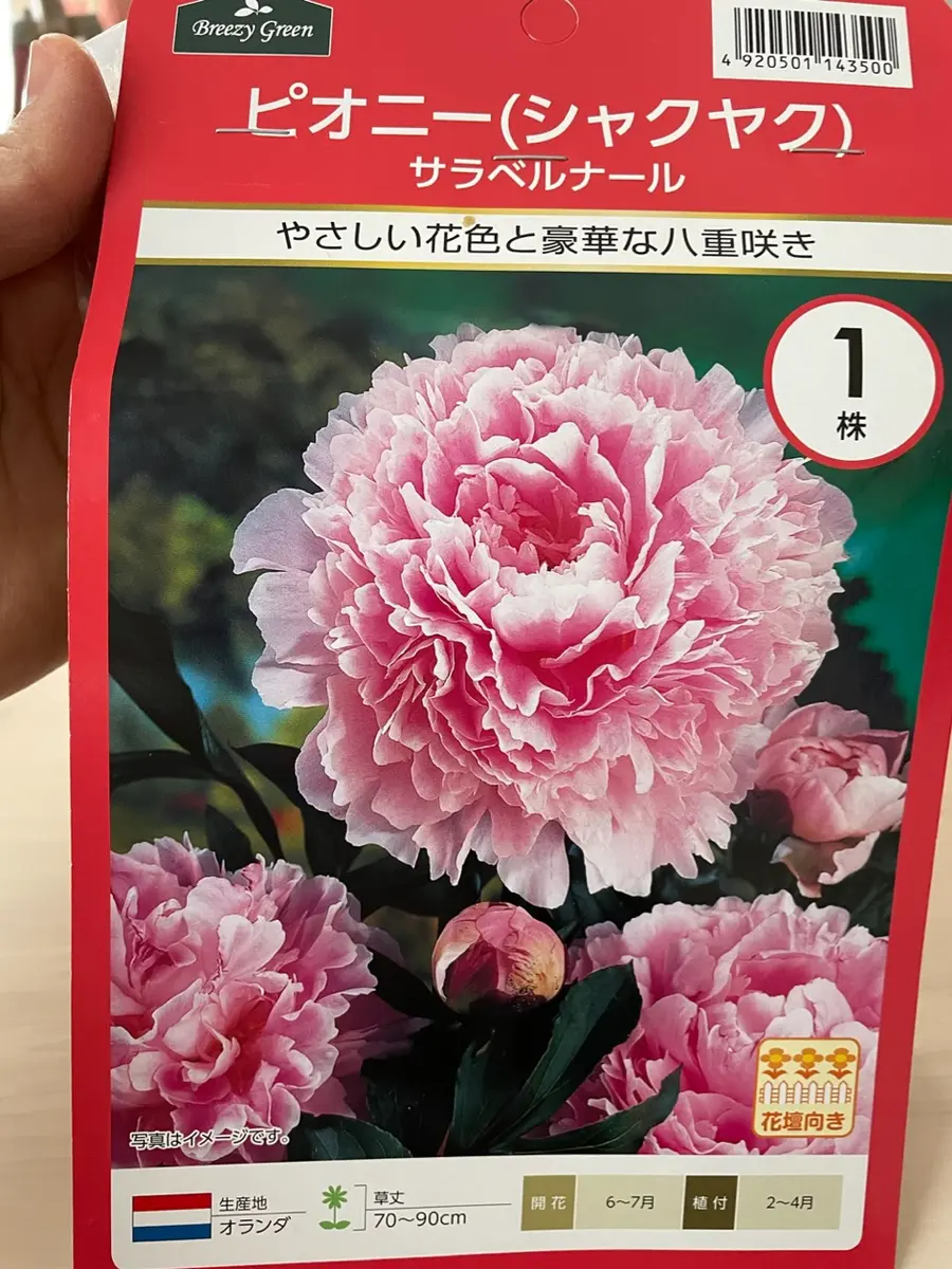 リナページ 23センチ芍薬オーダー リな様専用 リナページ 23センチ芍薬
