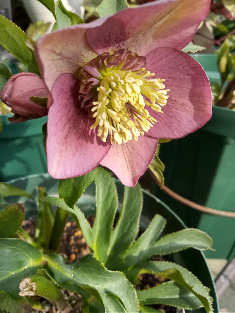 クリスマスローズ💓｜園芸日記byかんれき｜みんなの趣味の園芸｜1042899