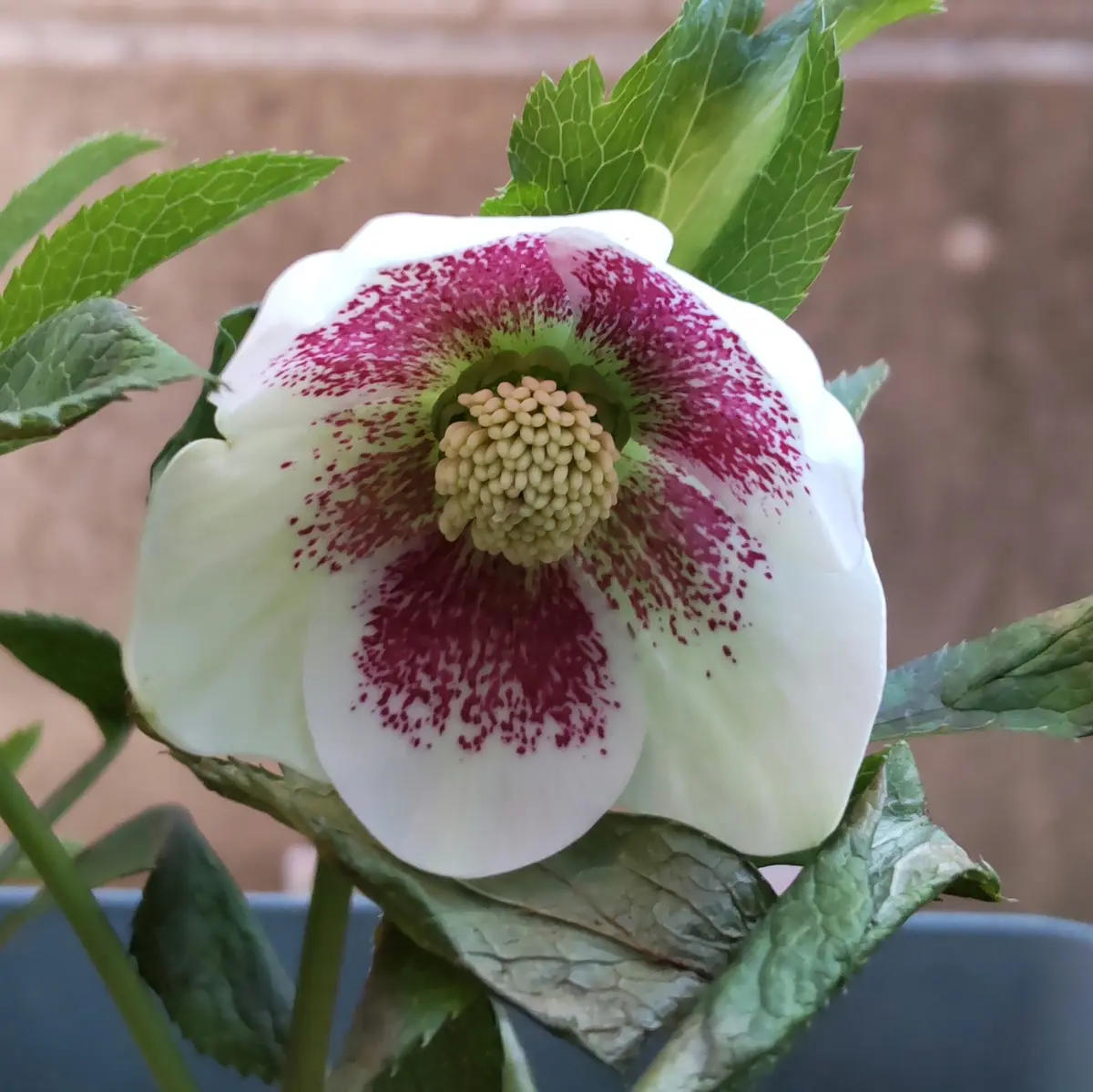 専用　ポット発送　1025 【❤️極上❤️チビチビ❤️蜃気楼】クリスマスローズ スノードロップ、クリスマスローズ｜園芸日記by3nyan｜みんなの趣味の