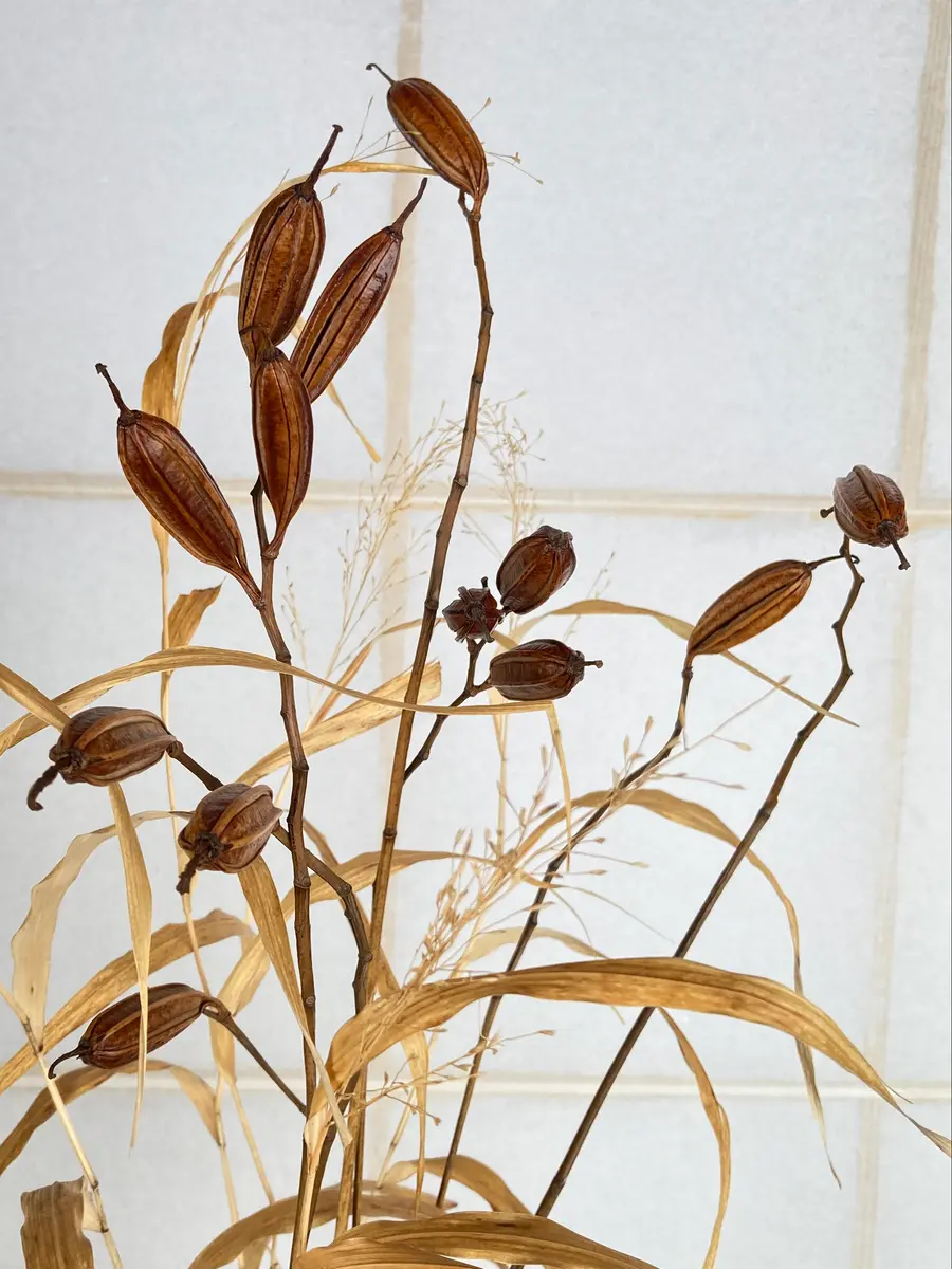 No.8冬の枯れ草も趣がある｜園芸日記byカズとマリの庭｜みんなの