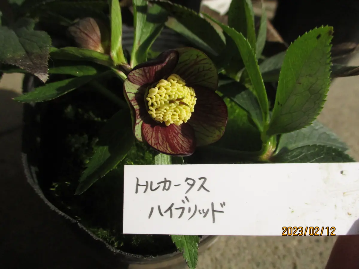 3768☘️３年間管理株☘️⭐️トルカータス交配⭐️小輪⭐️印象的⭐️広瀬園芸⭐️ 樋口交配のトルカ交配｜園芸日記byみゆき｜みんなの趣味の園芸｜1043895