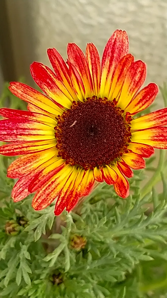 PWマーガレットシンプリーコーラル｜園芸日記byとときち｜みんなの趣味