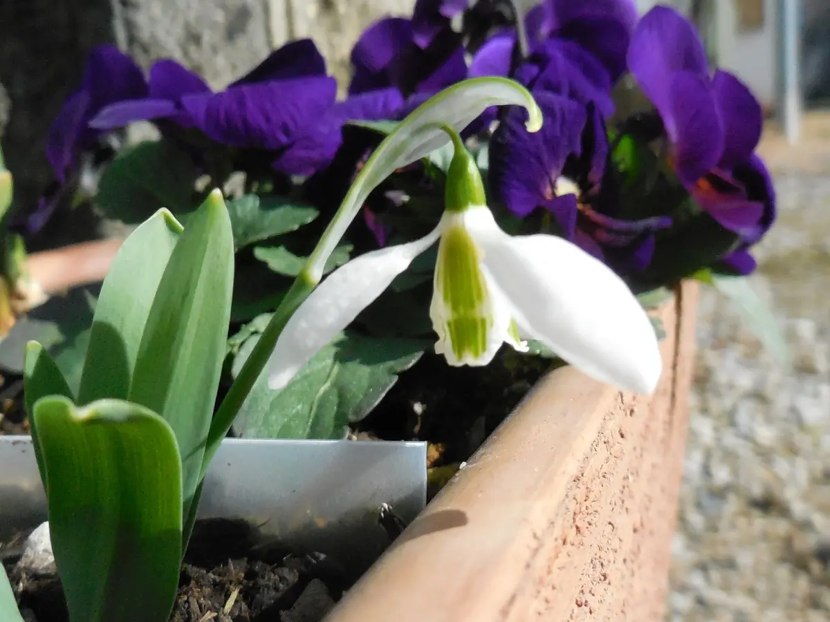 スノードロップとムスカリ｜園芸日記by10式｜みんなの趣味の園芸｜1044104