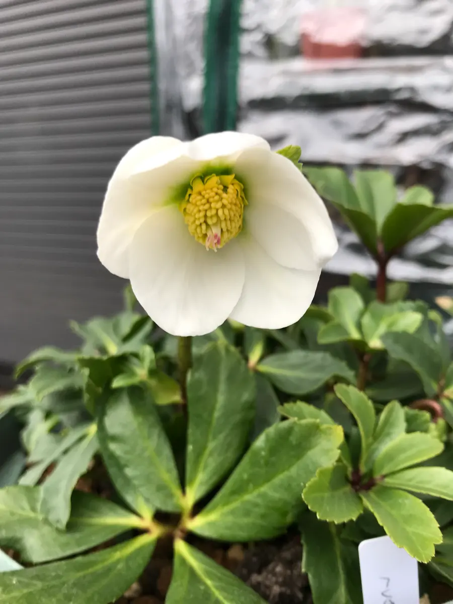 ひとりばえ｜園芸日記bykeichangarden｜みんなの趣味の園芸｜1044364