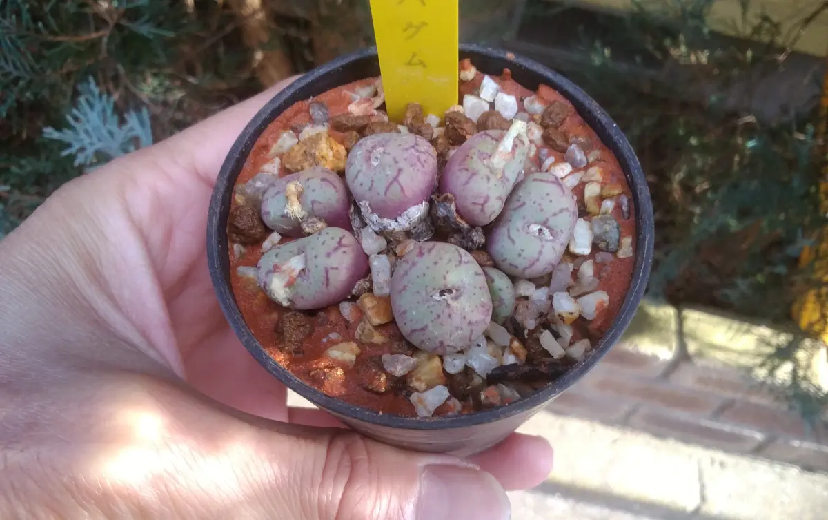 赤線 赤線バグム（コノフィツム）をハビタットスタイル（自生地風）で植え付ける。〔写真2枚目〕-女仙太郎さんの日記｜みんなの趣味の園芸2023/02/14