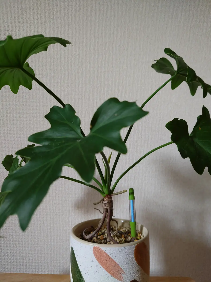 根上りさせすぎ？？セロームさん｜園芸日記byPlantskafka｜みんなの 
