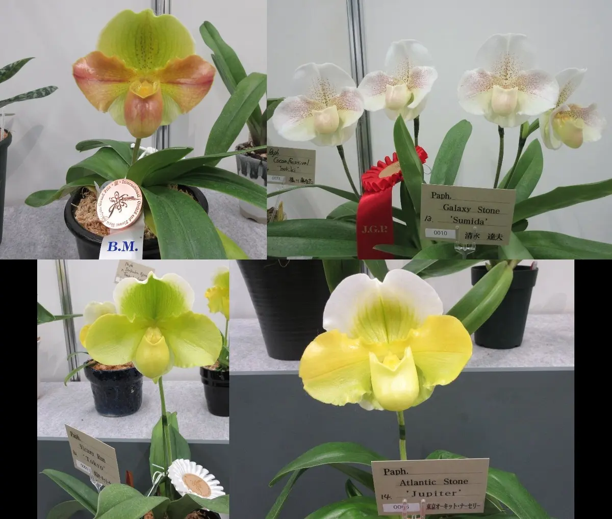 世界らん展2023 その13 個別展示パフィオペディラム｜園芸日記byレプト