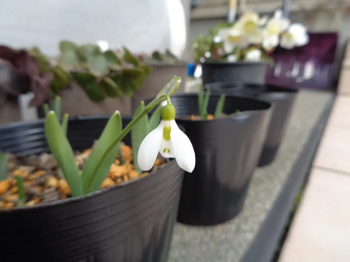 赤花節分草？｜園芸日記byたねたね｜みんなの趣味の園芸｜1045246
