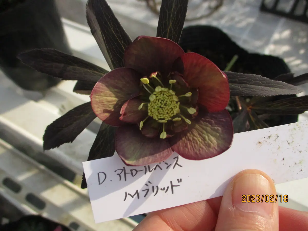 アトロルーベンス交配｜園芸日記byみゆき｜みんなの趣味の園芸｜1045633