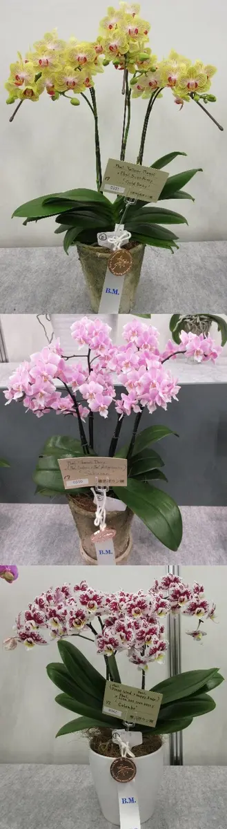 世界らん展2023 その15 個別展示ファレノプシス（胡蝶蘭）｜園芸日記by