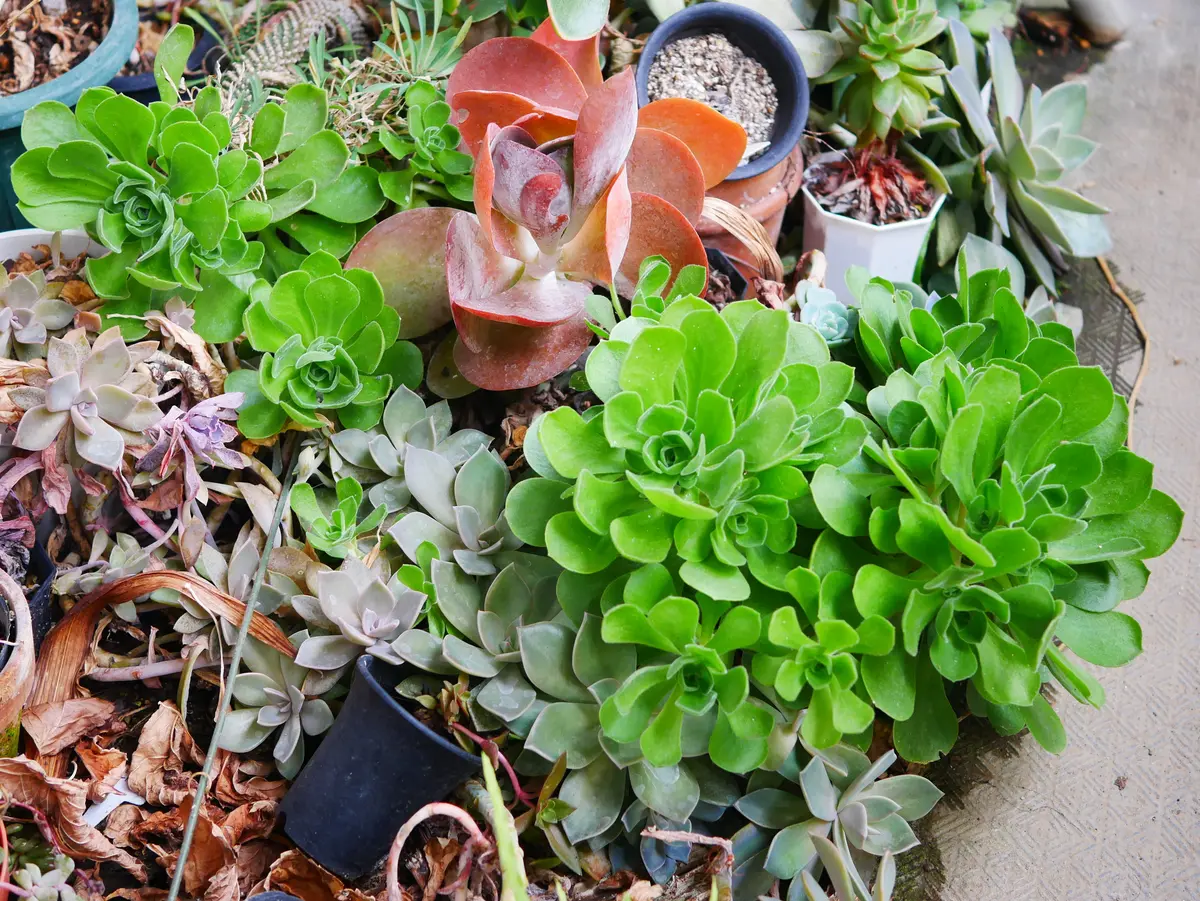 多肉植物ジャングルゾーン 勝手に寄せ植え｜園芸日記byうめ｜みんなの
