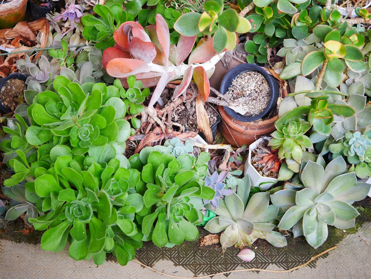 多肉植物ジャングルゾーン 勝手に寄せ植え｜園芸日記byうめ｜みんなの