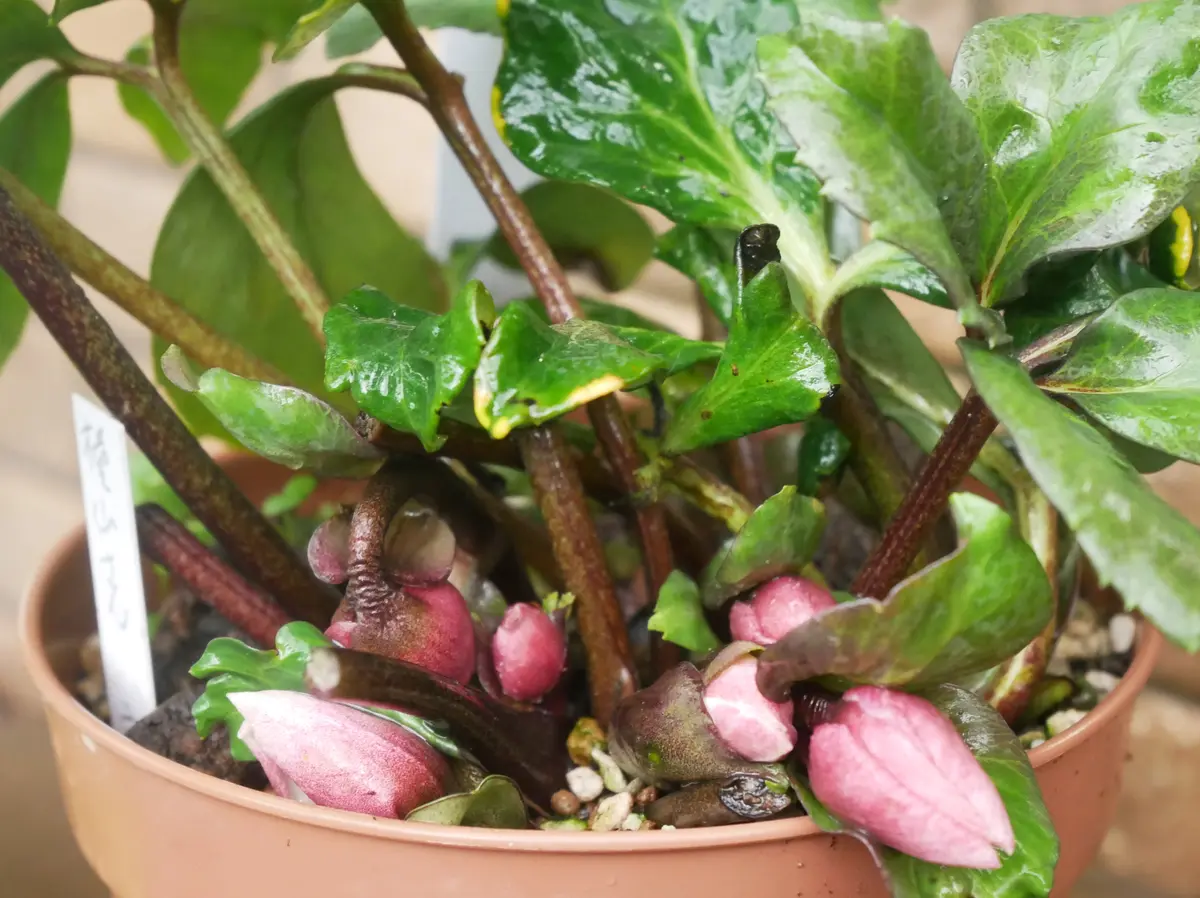 雨の日のクリスマスローズ｜園芸日記byおれんじぺこ｜みんなの趣味の