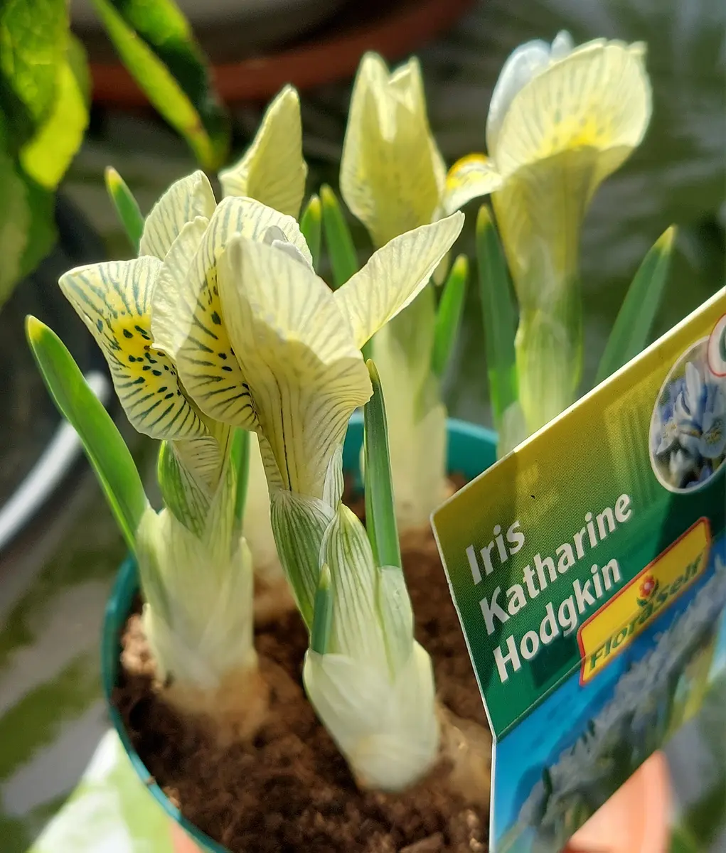 ミニアイリス💛🩵、畑のジャーマンアイリスを掘り上げ｜園芸日記