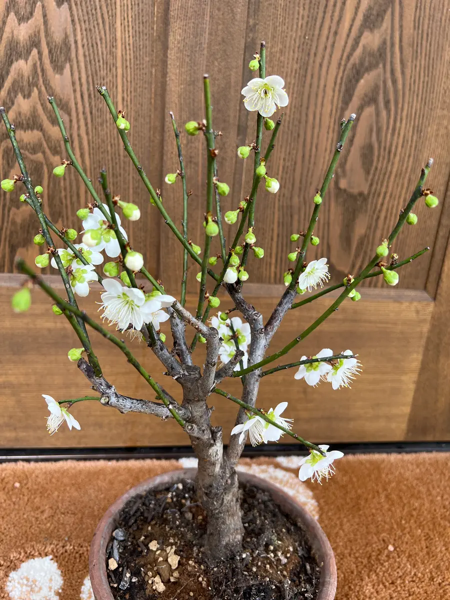 いい香り 白い花梅｜園芸日記by真深｜みんなの趣味の園芸｜1046171