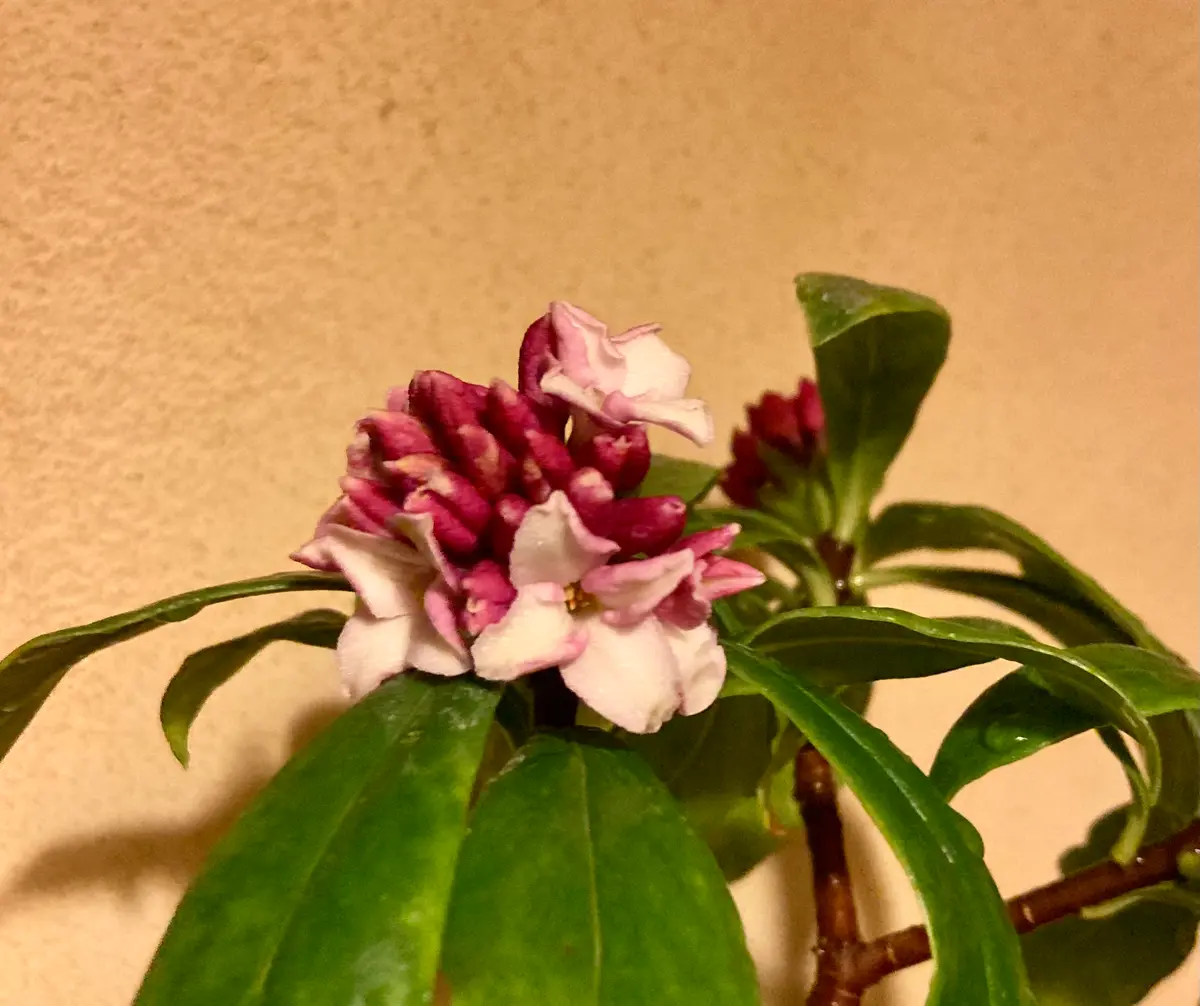 沈丁花ページ② 沈丁花ページ② 沈丁花 斑入りのおすすめ人気商品一覧 通販 - Yahoo