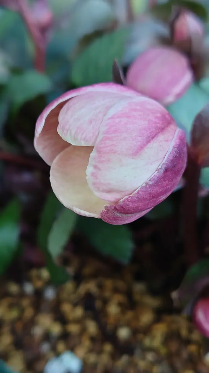 クリスマスローズ“ピンクフロスト”開花♥️｜園芸日記byぽよぽよくるみ