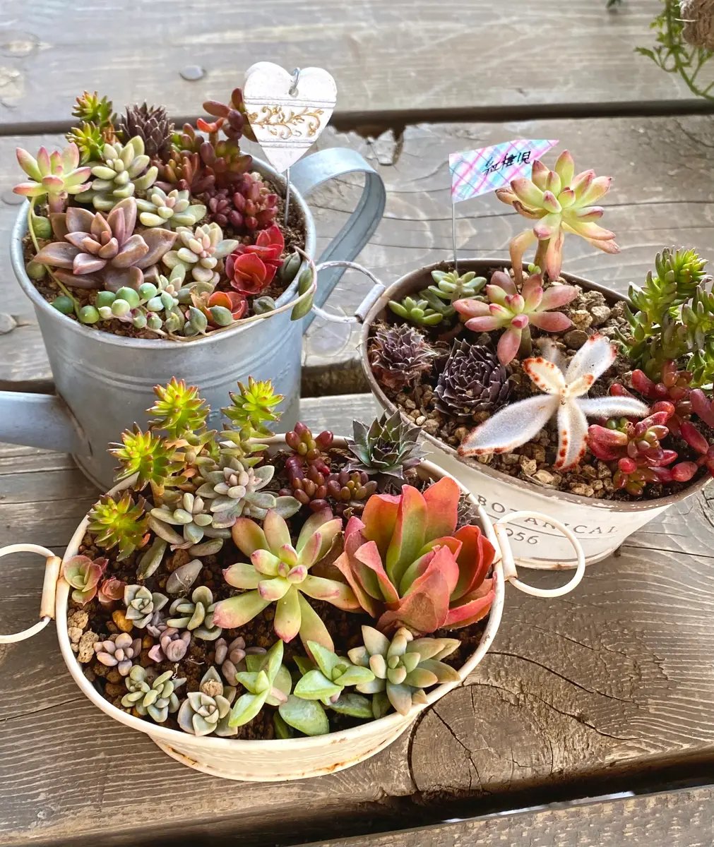 【激安大特価！】 小さな多肉植物たち🌵｜園芸日記byrosewood｜みんなの趣味の園芸 フラワー・ガーデニング