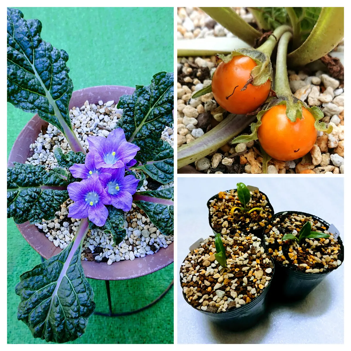 <怪奇植物誌>マンドラゴラ夢想（全初版レア‼️）3冊セット 楽天市場】【楽天1位6冠達成】【人気商品】 置物 マンドラゴラ マン