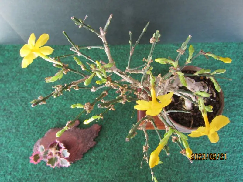 ミニ盆栽・黄梅｜園芸日記byたっちゃん｜みんなの趣味の園芸｜1046502