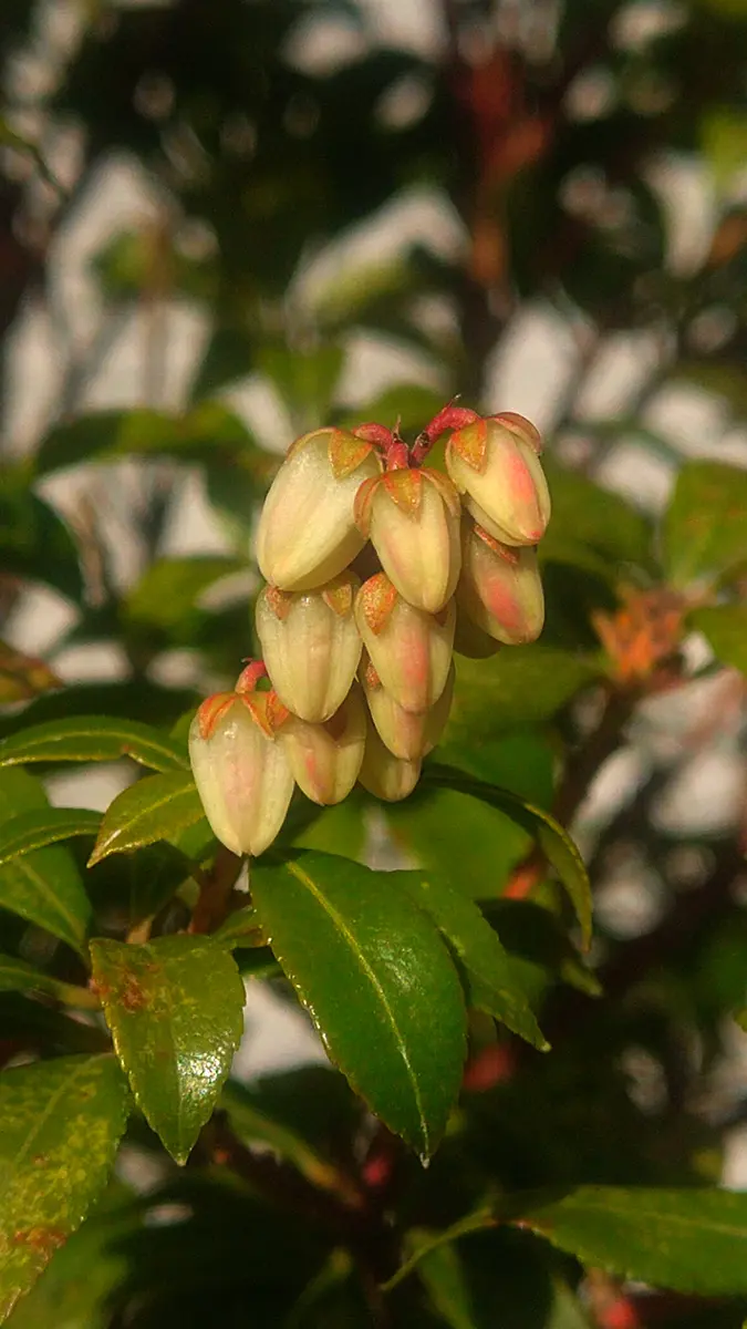 初めて咲いた屋久島馬酔木（ヤクシマアセビ）｜園芸日記byドブたぬきの