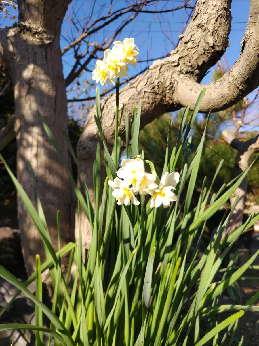 水仙｜園芸日記byさきっち｜みんなの趣味の園芸｜1046652