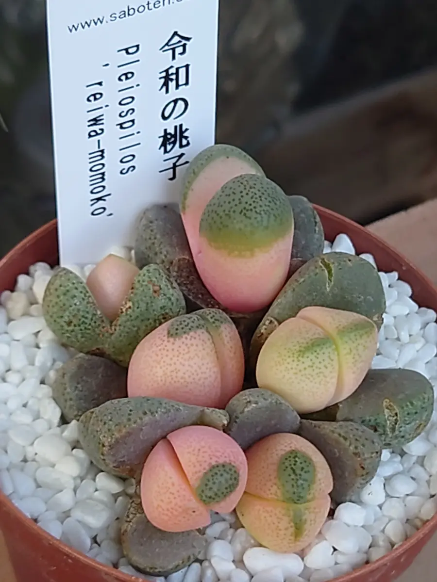多肉植物ア工オニウム錦❤️ロスコフ錦❤️青花磁❤️状態図 38#多肉植物アエオニウム❤️ロスコフ錦❤️青花磁❤️1大頭4小