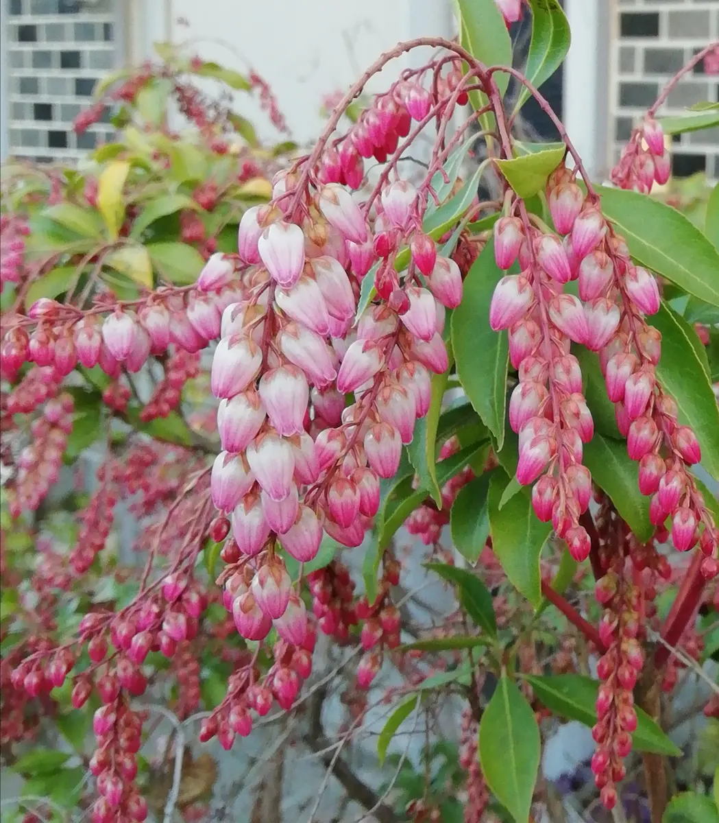 アセビ(馬酔木)｜園芸日記by三日月｜みんなの趣味の園芸｜1046920