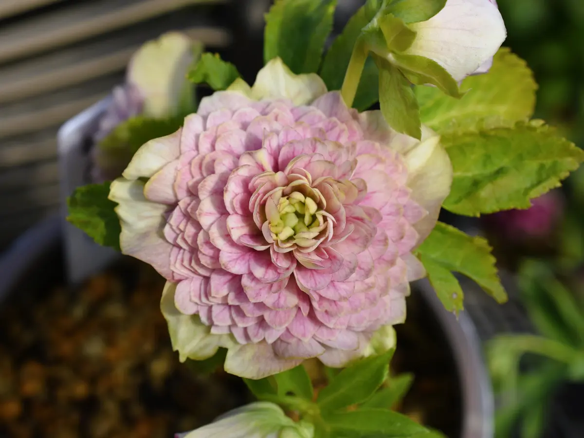 クリスマスローズ メビウス｜園芸日記bysaita｜みんなの趣味の園芸