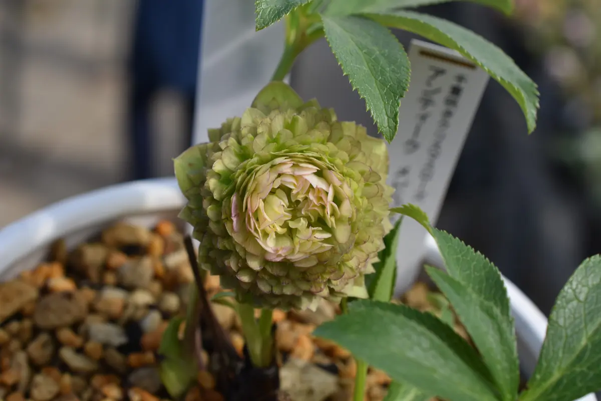 クリスマスローズ メビウス｜園芸日記bysaita｜みんなの趣味の園芸