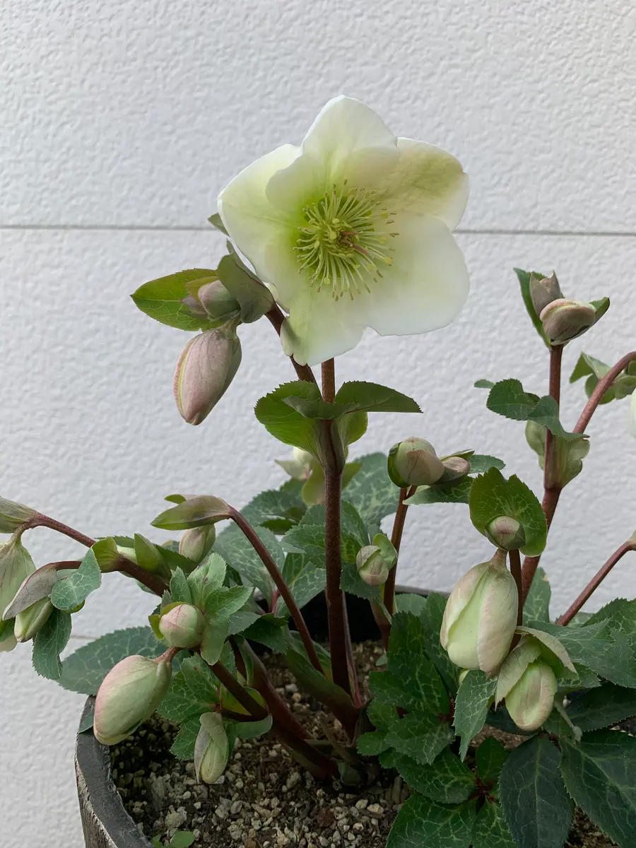 値引きする クリスマスローズ｜園芸日記bypucci｜みんなの趣味の園芸｜1047333 その他観葉植物