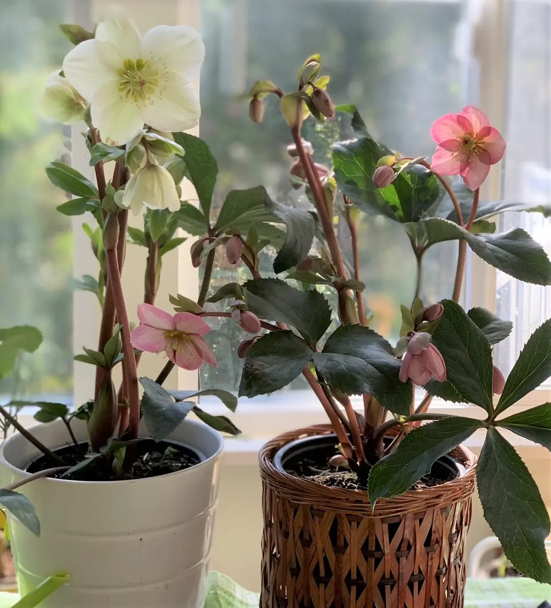室内でクリスマスローズが好評、アマリリスの芽｜園芸日記by猫