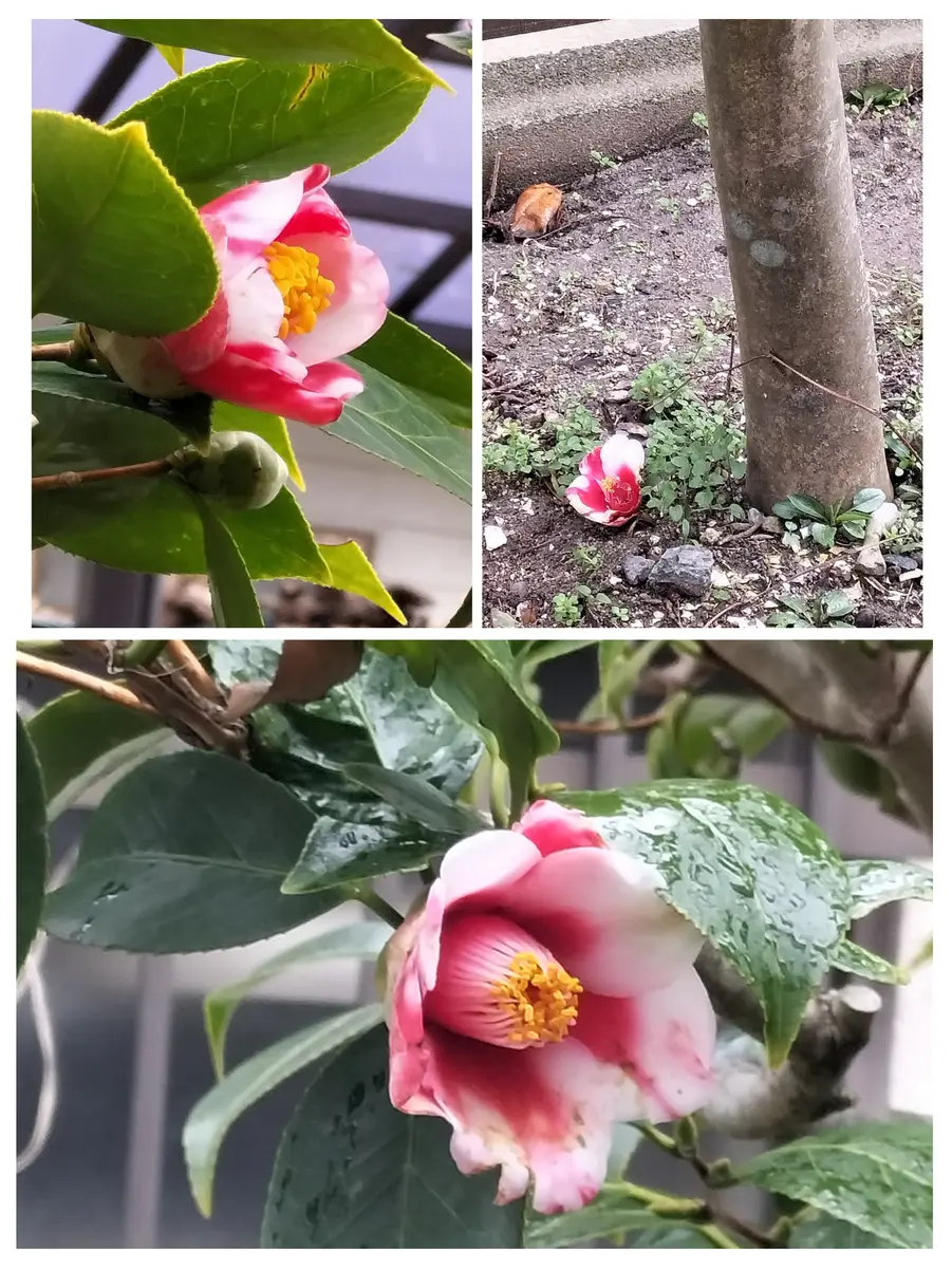 img_cache_d_1047860_1_16773030