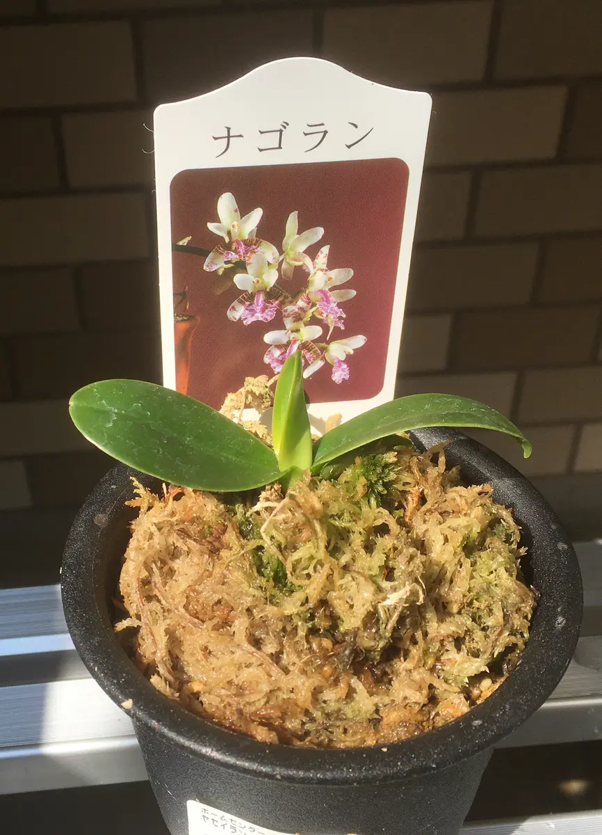 世界らん展の斑入名護蘭｜園芸日記byPLANTS｜みんなの趣味の園芸｜1047911