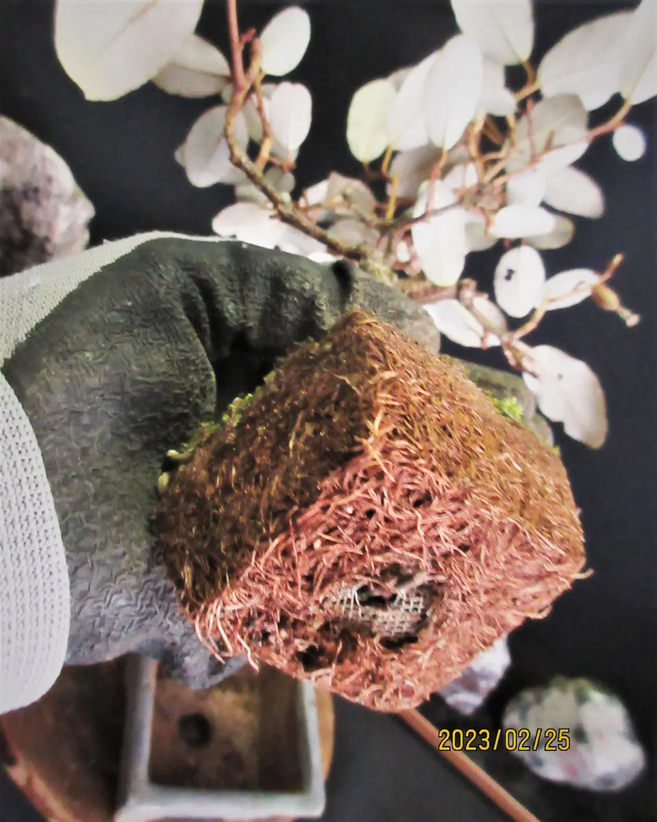 グミ『寒グミ（苗代グミ）』の【植替え】｜園芸日記bymeika｜みんなの