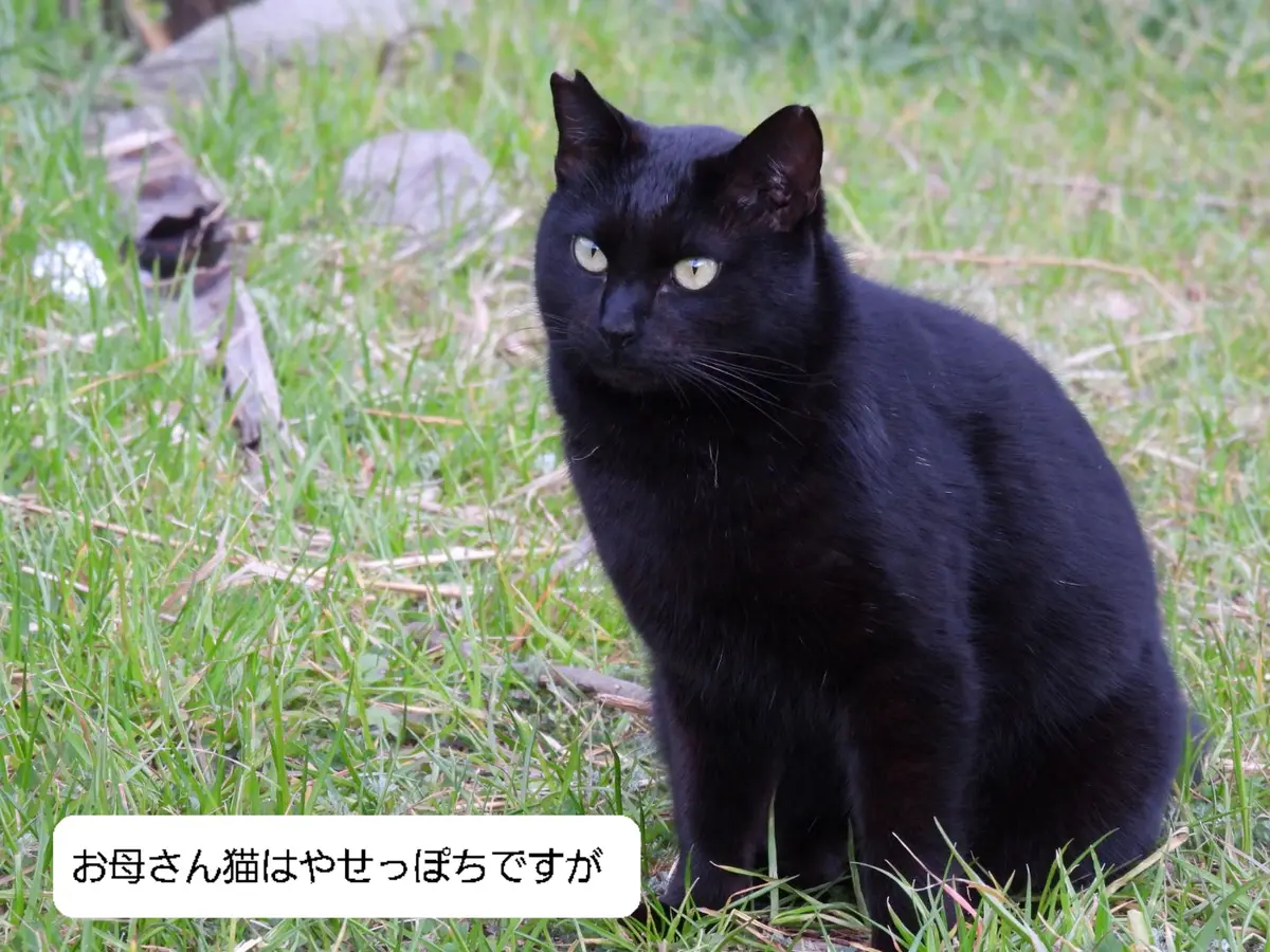 久しぶりに黒猫の子猫ちゃんに会ってきました。｜園芸日記