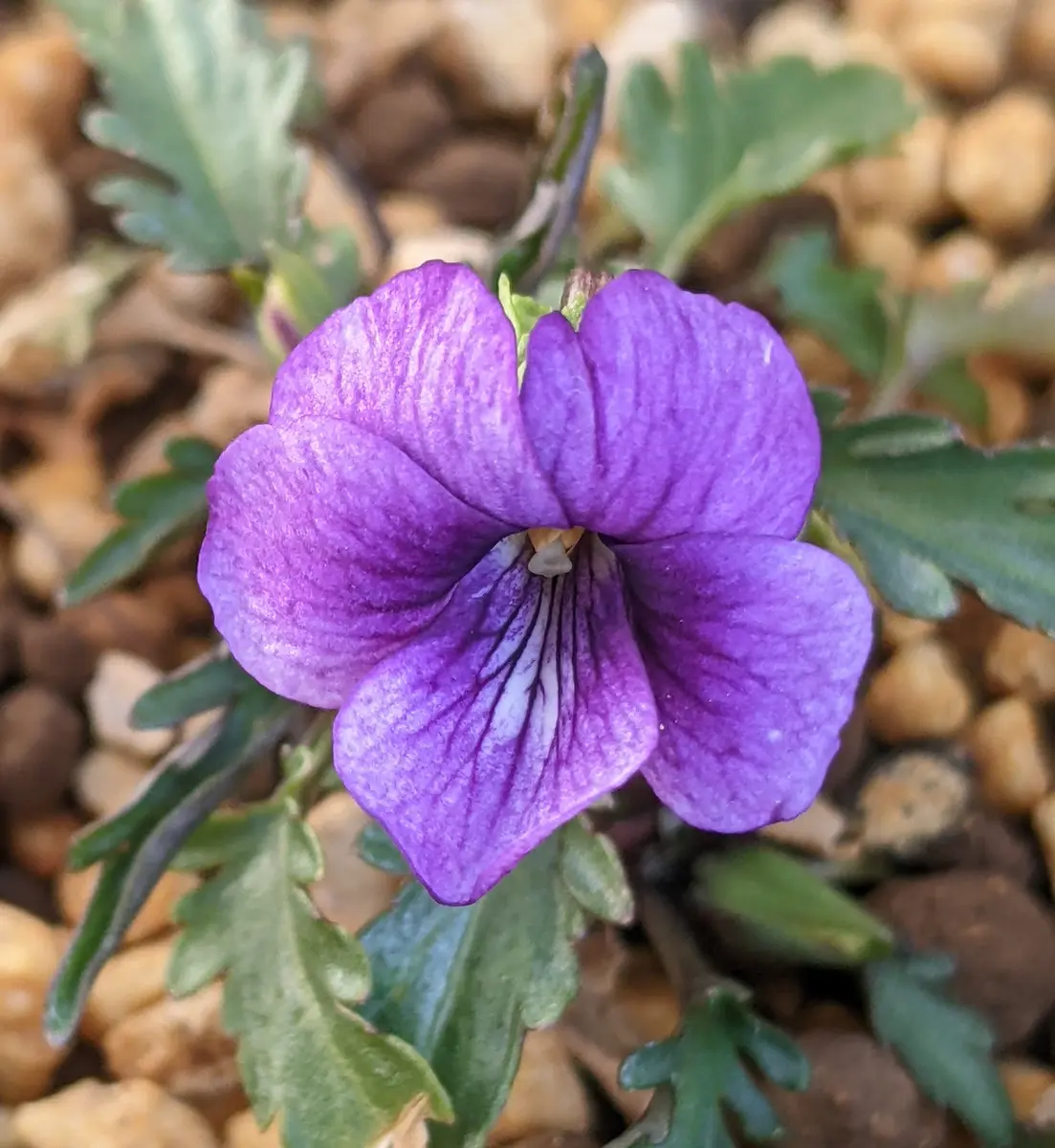 スミレの日記一覧|ゴマカピさんの園芸日記〔2ページ目〕-みんなの趣味