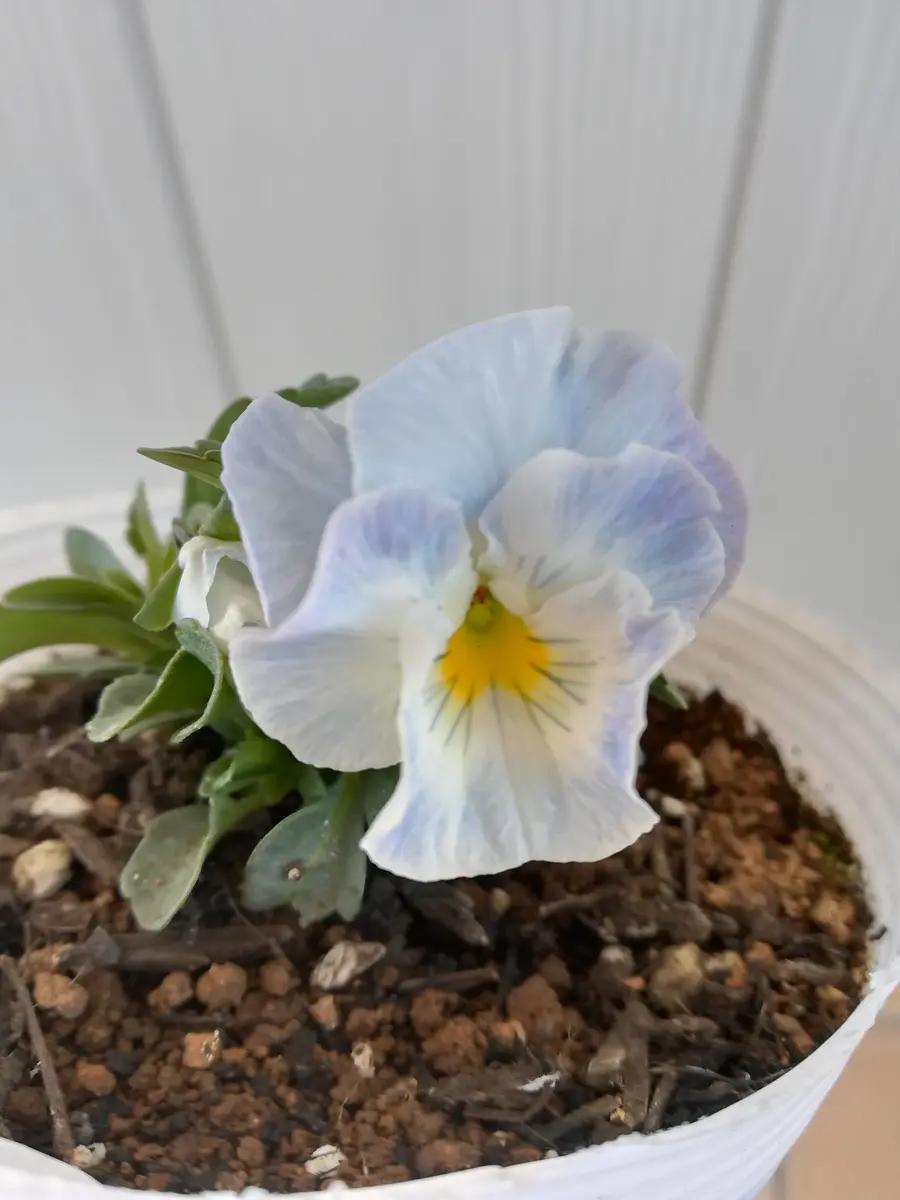 シエルブリエ27 パンジー（フリル咲き）：シエルブリエ（ブルー