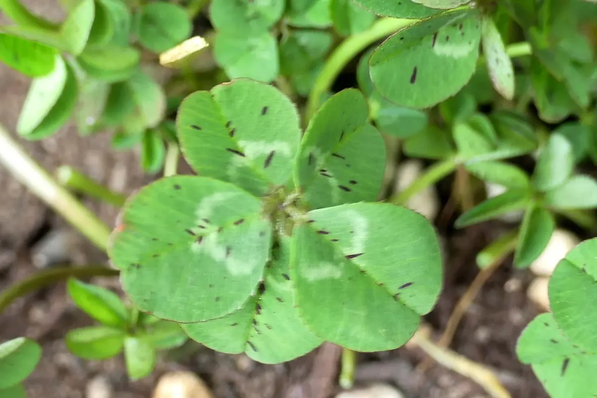 五つ葉のクローバー｜園芸日記by金太郎ちゃん｜みんなの趣味の園芸
