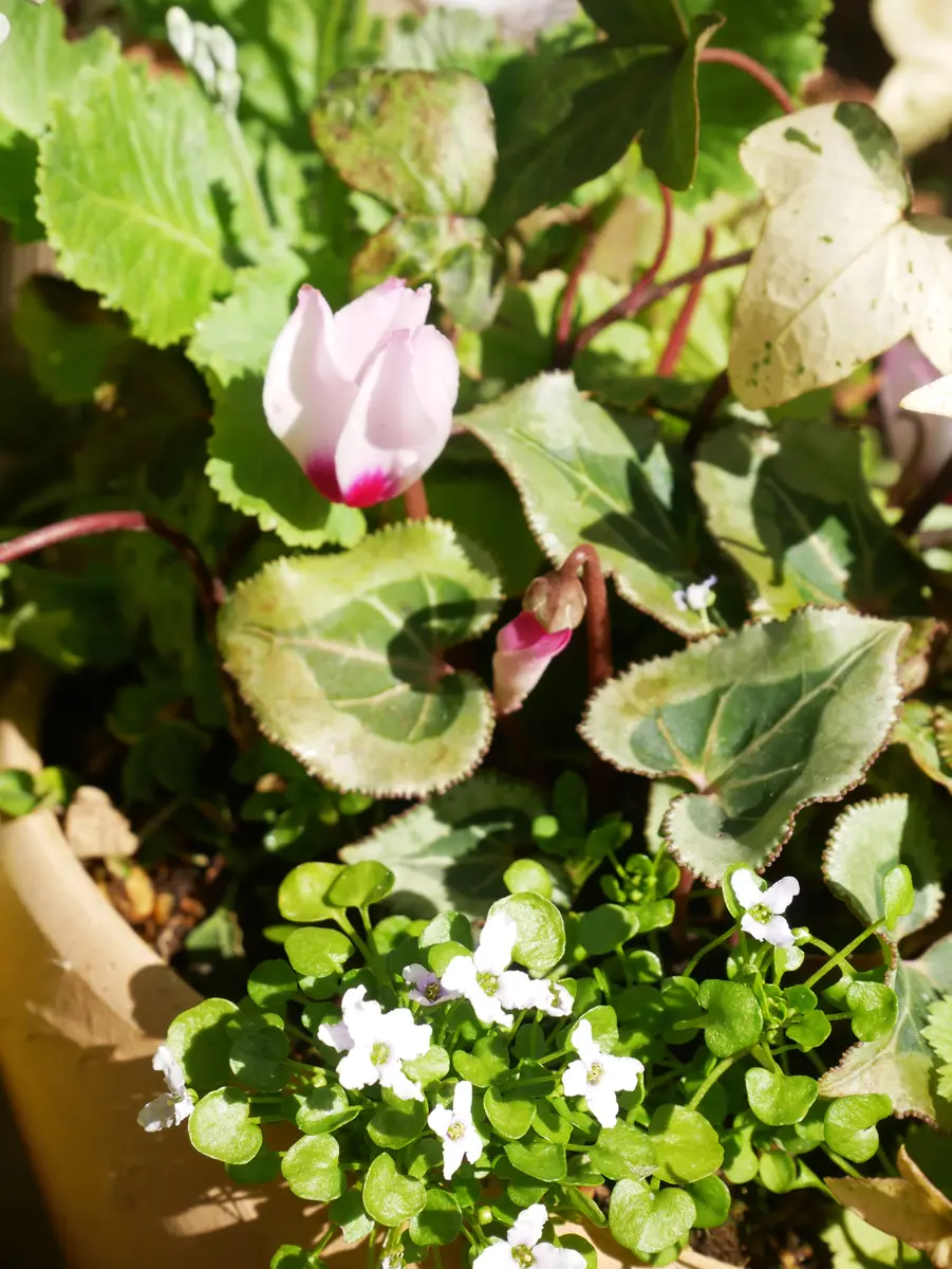 香るチューリップ🌷｜園芸日記byおれんじぺこ｜みんなの趣味の