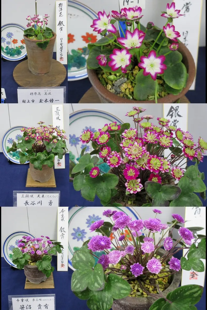 雪割草全国大会 その5｜園芸日記byレプト｜みんなの趣味の園芸