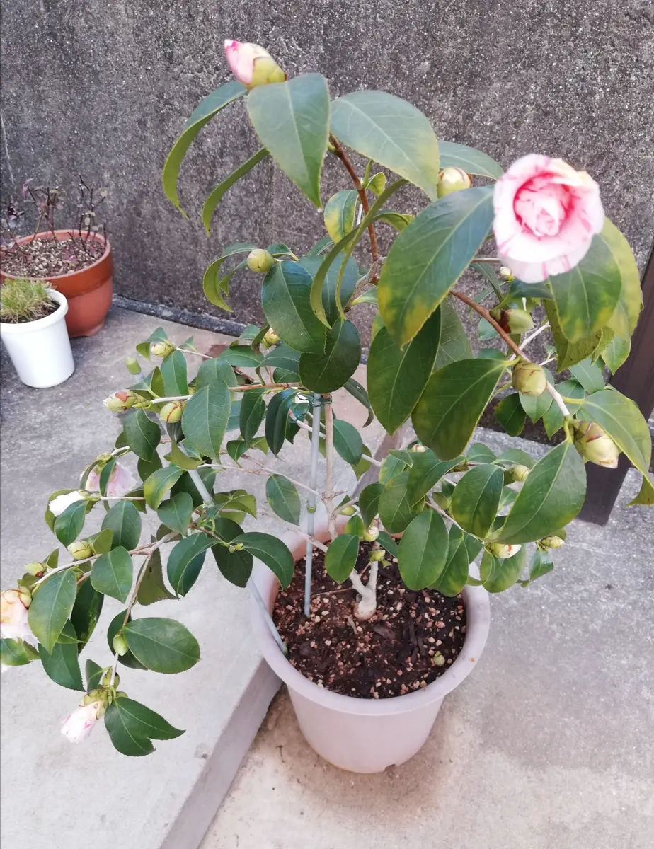 桃の酒中花 椿 桃の酒中花 椿