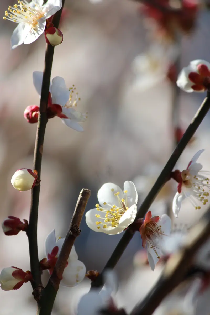 🌸甲州野梅🌸｜園芸日記byつつぴ〜！｜みんなの趣味の園芸｜1049390