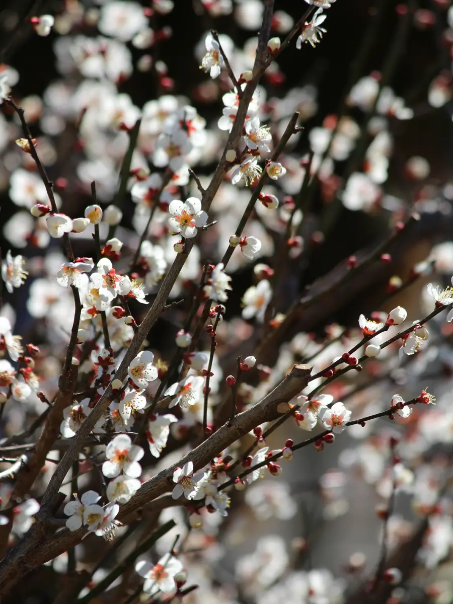 🌸甲州野梅🌸｜園芸日記byつつぴ〜！｜みんなの趣味の園芸｜1049390