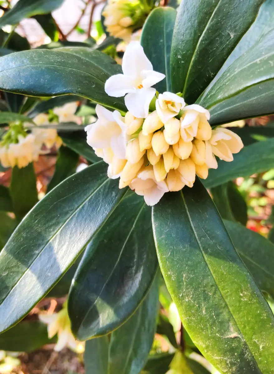 白の沈丁花の開花｜園芸日記byjictenko｜みんなの趣味の園芸｜1050486