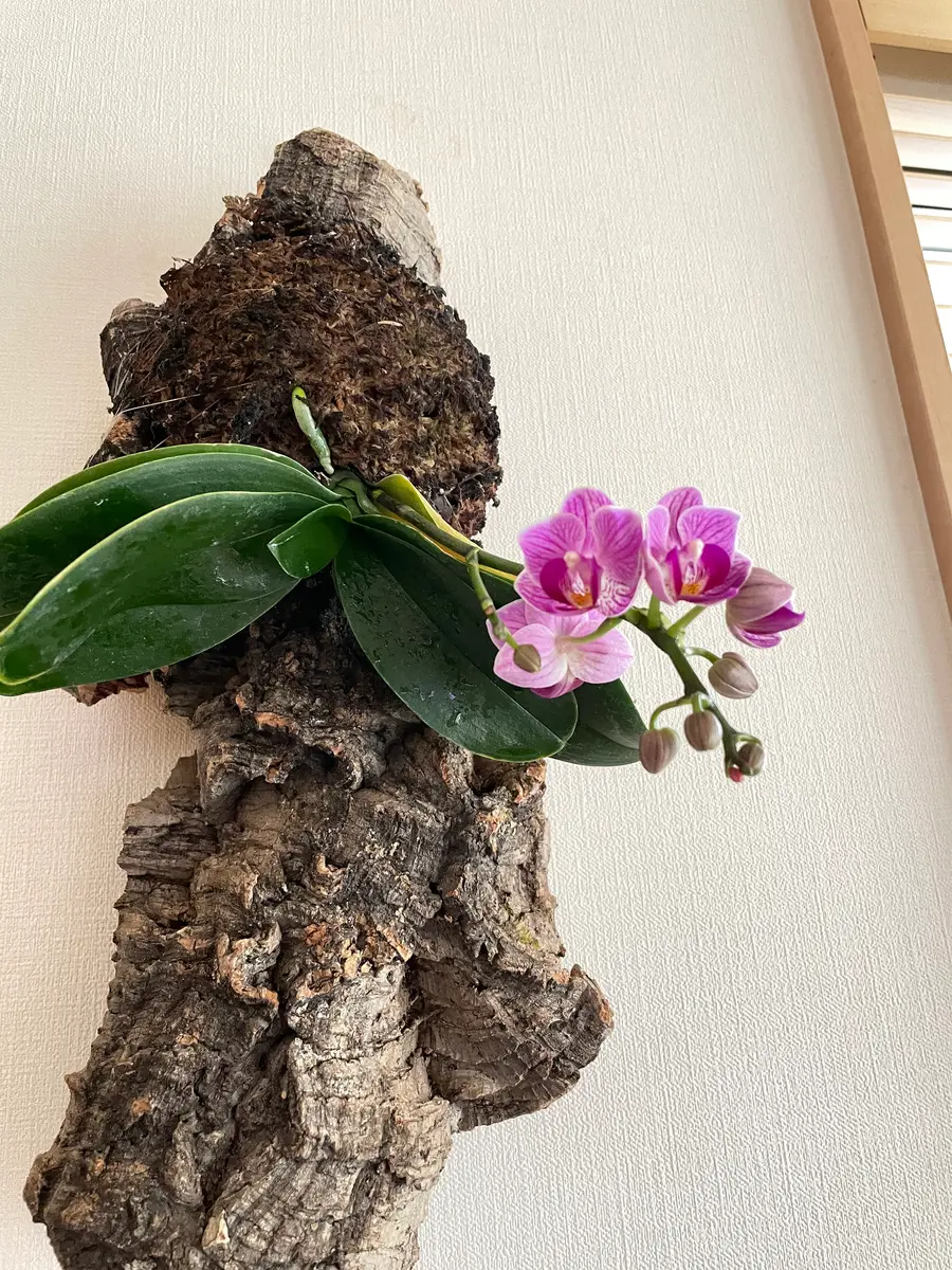 胡蝶蘭コルク栽培その2｜園芸日記byガーデンPAPA｜みんなの趣味の園芸